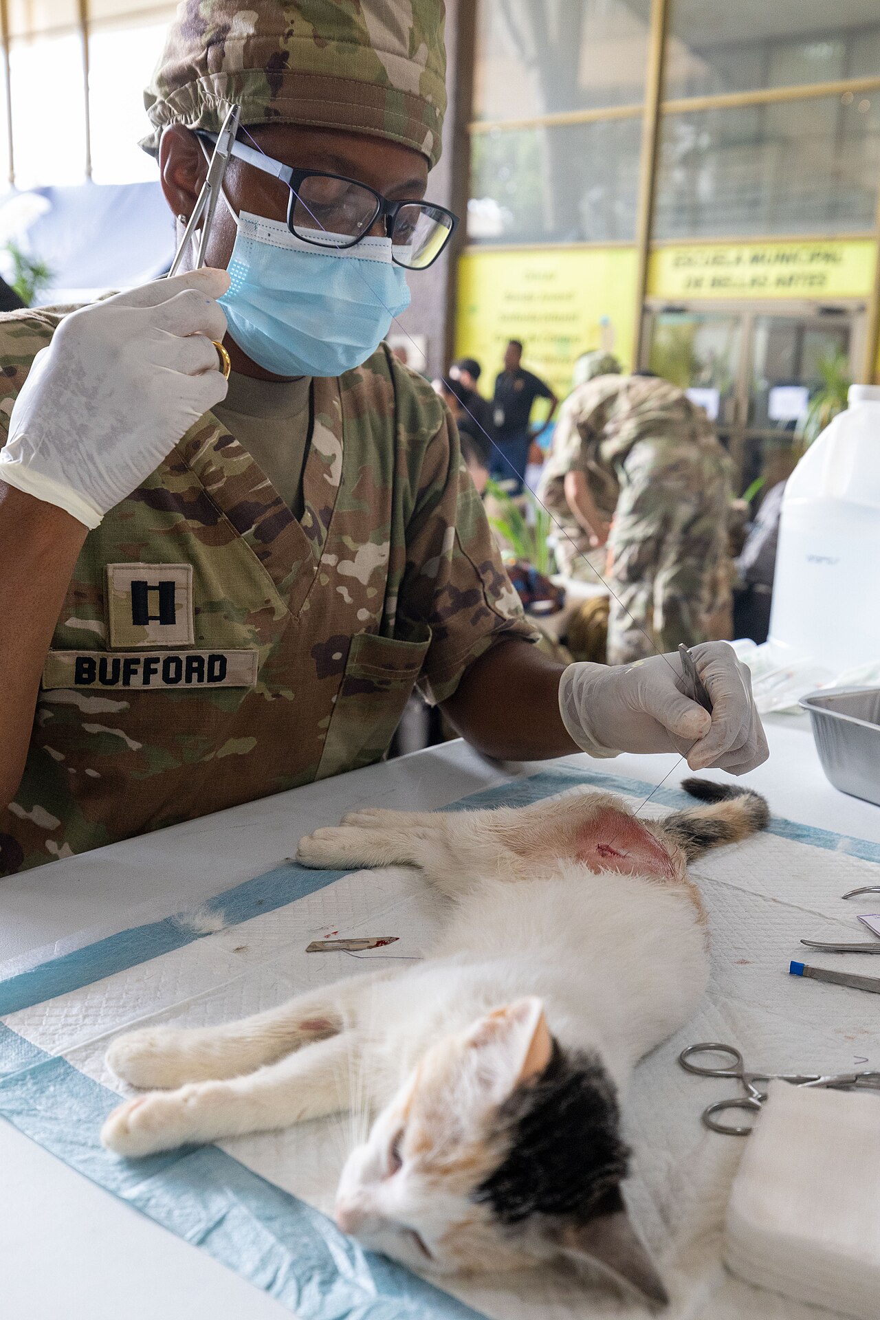 Veterinary clinic in action