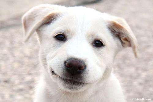 Happy, healthy dog