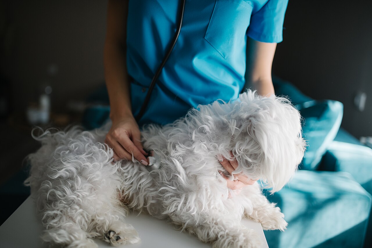 Veterinarian examining a Maltese dog with a stethoscope
